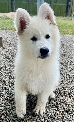 CHIOT 392