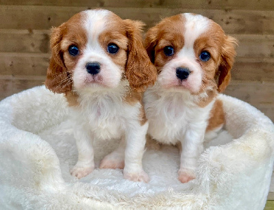 CHIOT 3