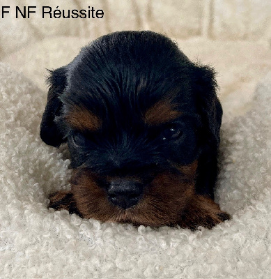 femelle noire et feu 2