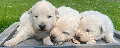 CHIOT