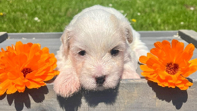 CHIOT