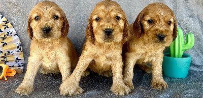 CHIOT 6