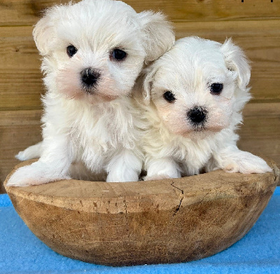 CHIOT 2