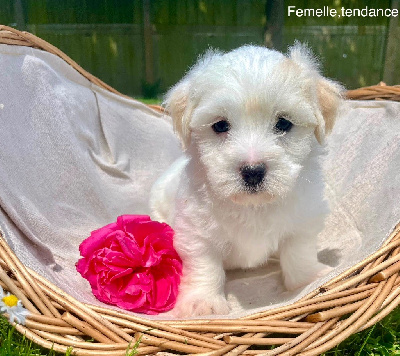 CHIOT