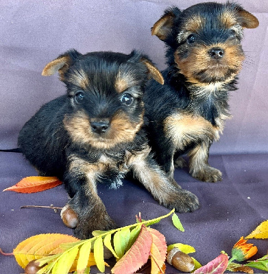 CHIOT 3