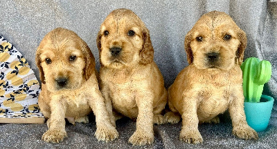 CHIOT 1