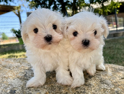 CHIOT 1