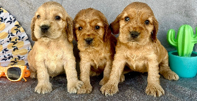 CHIOT 9