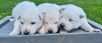 CHIOT