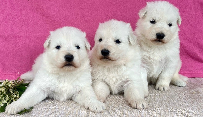 CHIOT