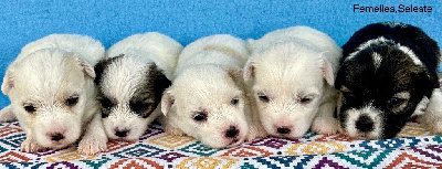 CHIOT 6