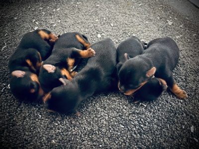 CHIOT 1