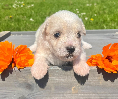 CHIOT