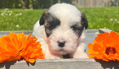 CHIOT