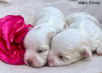 CHIOT 2