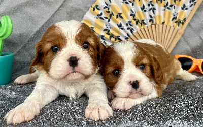 CHIOT 3