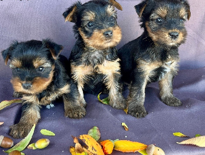 CHIOT 5