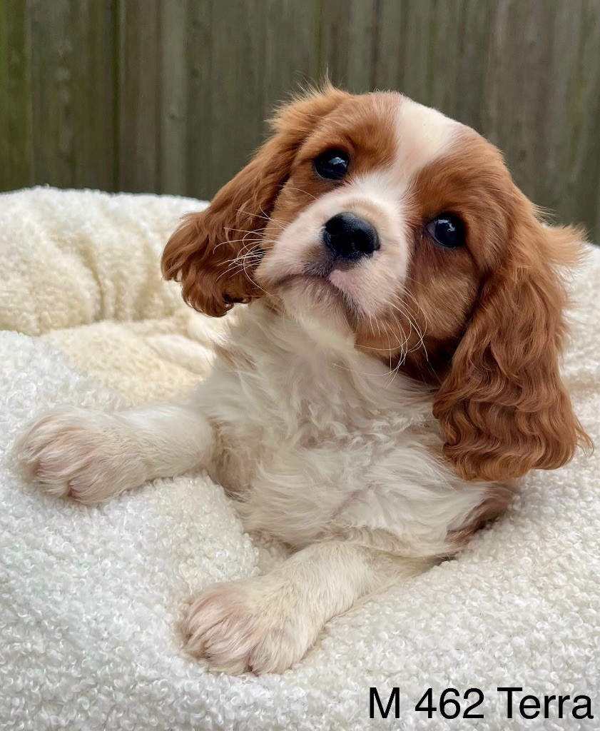 des vents d'océan - Chiots disponibles - Cavalier King Charles Spaniel
