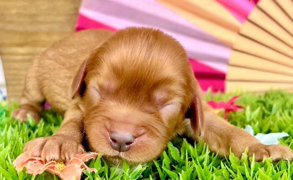 des vents d'océan - Chiots disponibles - Cavalier King Charles Spaniel