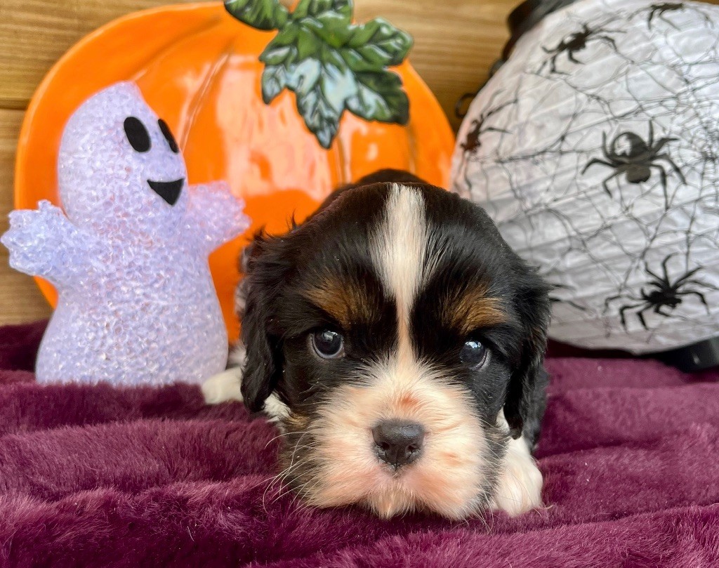 Des Vents D'Océan - Chiots disponibles - Cavalier King Charles Spaniel
