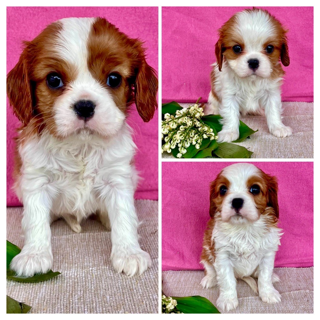 des vents d'océan - Chiots disponibles - Cavalier King Charles Spaniel