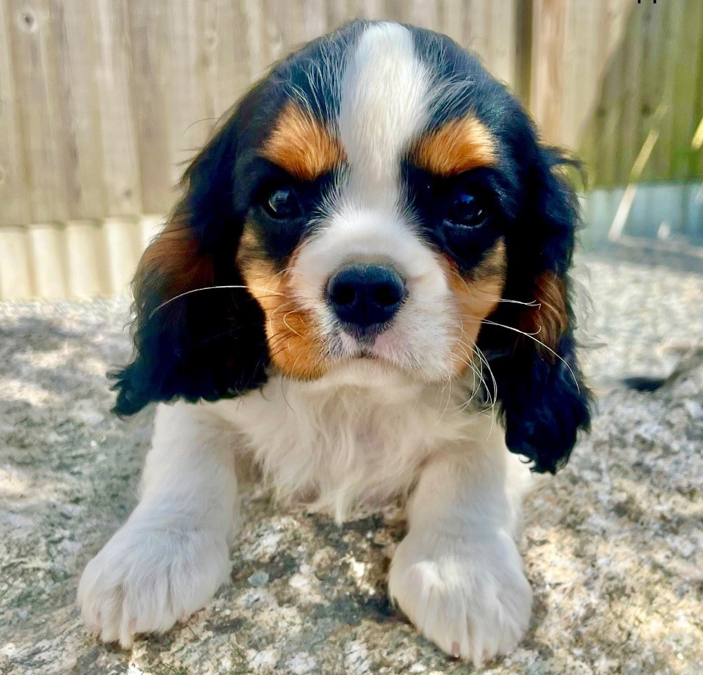 des vents d'océan - Chiots disponibles - Cavalier King Charles Spaniel