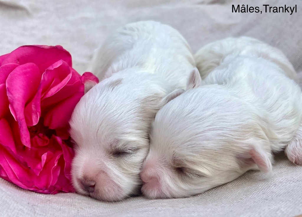 des vents d'océan - Chiots disponibles - Bichon maltais