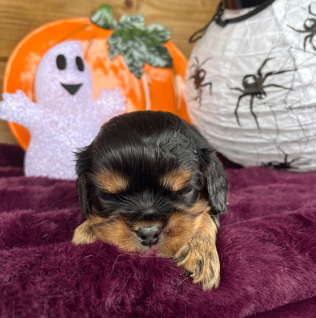 Des Vents D'Océan - Chiots disponibles - Cavalier King Charles Spaniel