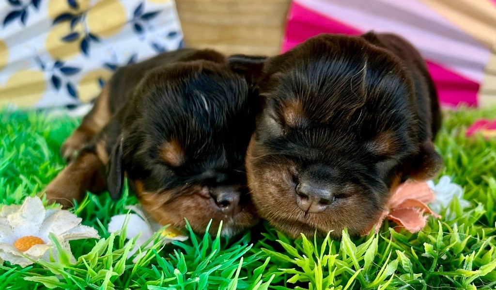 des vents d'océan - Chiots disponibles - Cavalier King Charles Spaniel