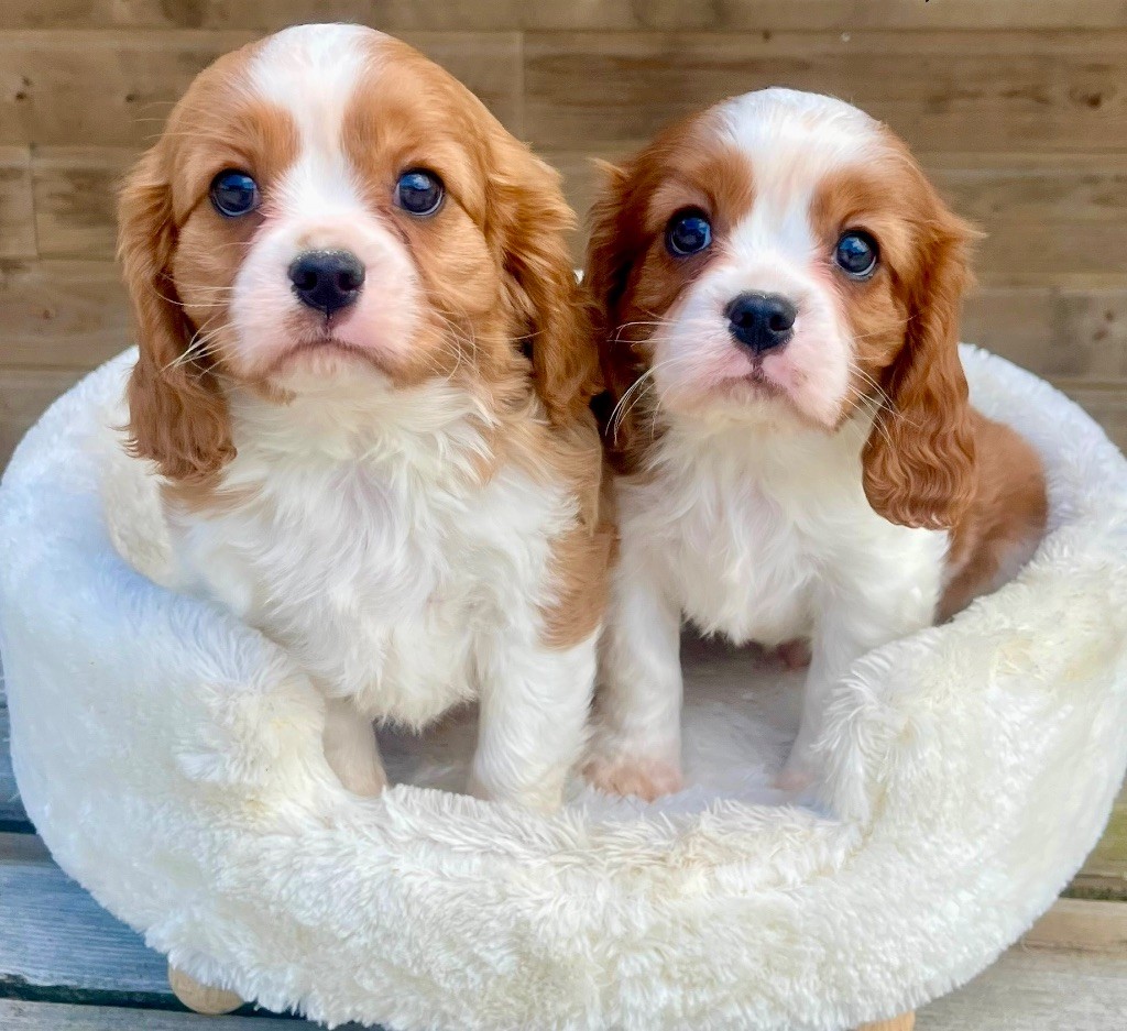 des vents d'océan - Chiots disponibles - Cavalier King Charles Spaniel