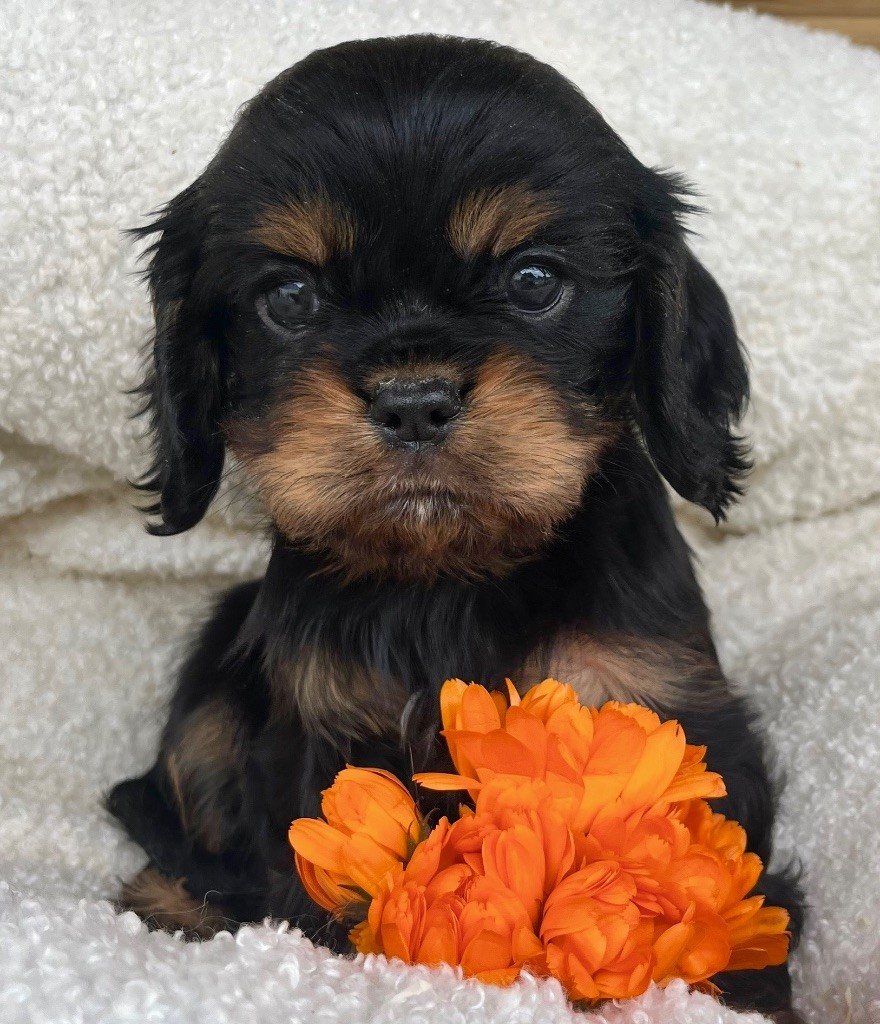 des vents d'océan - Chiots disponibles - Cavalier King Charles Spaniel