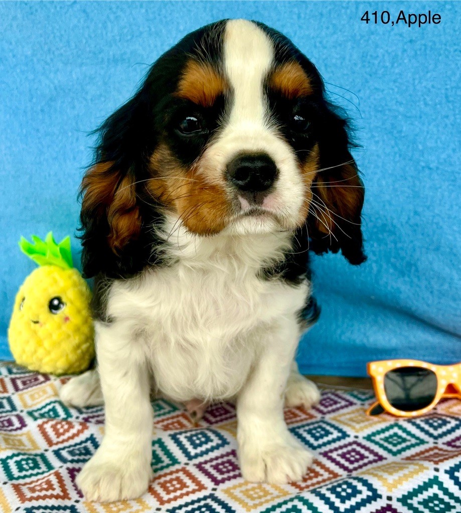 des vents d'océan - Chiots disponibles - Cavalier King Charles Spaniel