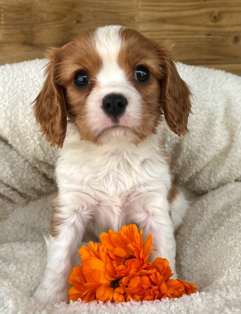 des vents d'océan - Chiots disponibles - Cavalier King Charles Spaniel