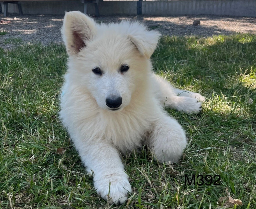des vents d'océan - Chiots disponibles - Berger Blanc Suisse