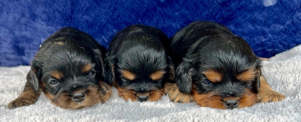 des vents d'océan - Chiots disponibles - Cavalier King Charles Spaniel