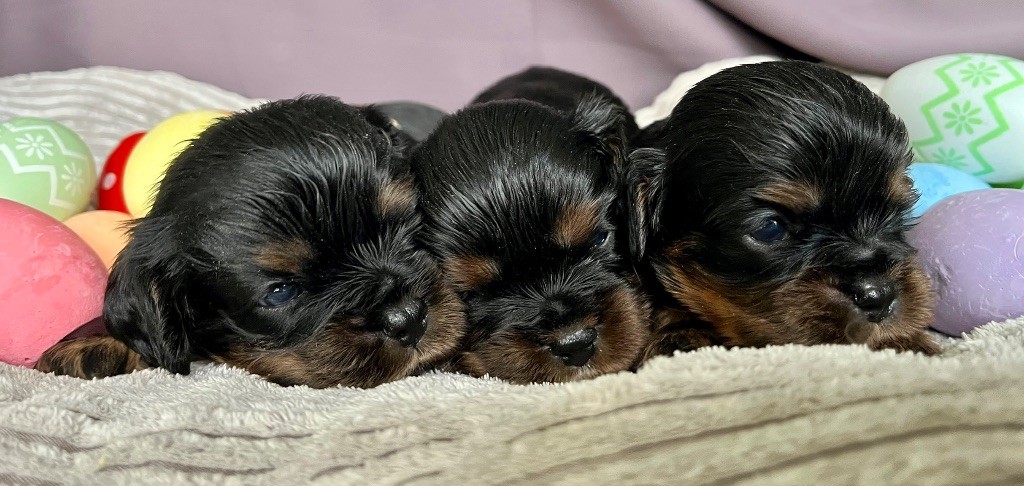 des vents d'océan - Chiots disponibles - Cavalier King Charles Spaniel