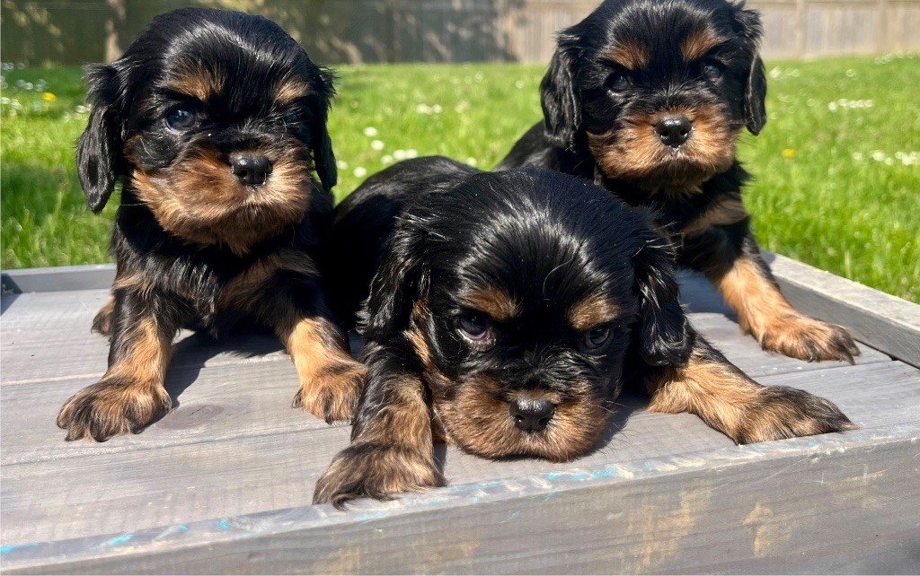 des vents d'océan - Chiots disponibles - Cavalier King Charles Spaniel