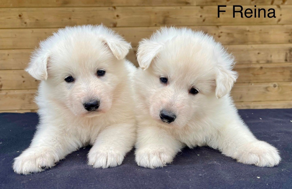 des vents d'océan - Chiots disponibles - Berger Blanc Suisse