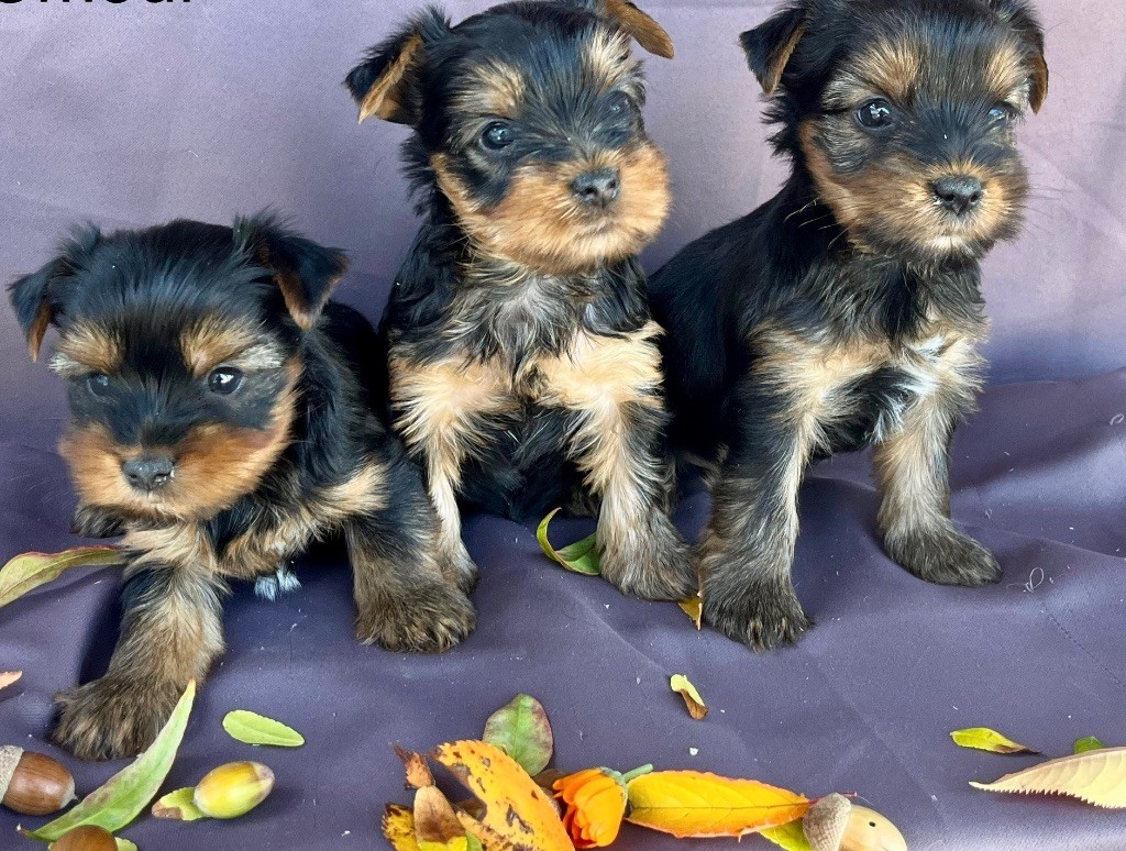des vents d'océan - Chiots disponibles - Yorkshire Terrier