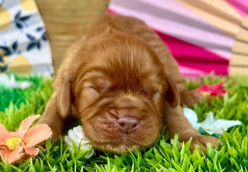 des vents d'océan - Chiots disponibles - Cavalier King Charles Spaniel