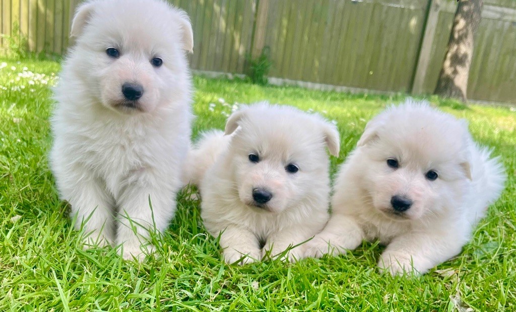 des vents d'océan - Chiots disponibles - Berger Blanc Suisse