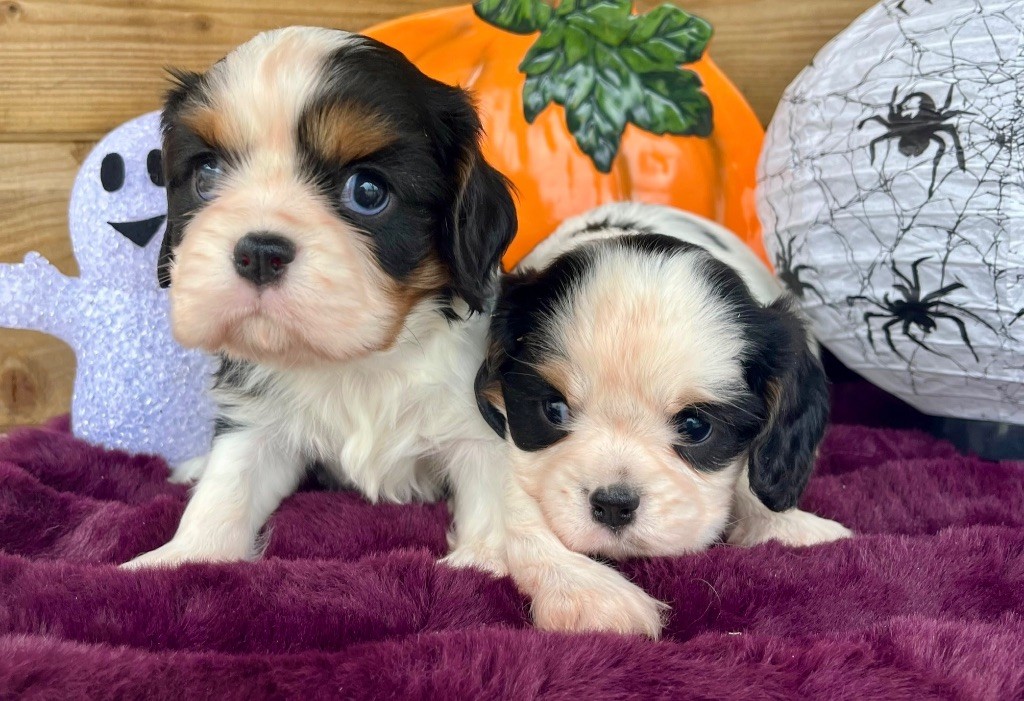 Des Vents D'Océan - Chiots disponibles - Cavalier King Charles Spaniel